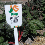 Acelga Ruby Red Sobre 1 Lb - Image 4
