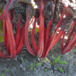 Acelga Ruby Red Sobre 1 Lb - Image 2