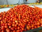 Tomate Rubeus Sobre 1 millar - Image 2