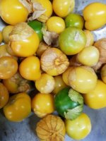 Tomatillo Manzano Supremo Sobre 100 millares - Image 3