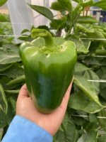 Pimiento UG 1730-12 Sobre 5 millares - Image 2