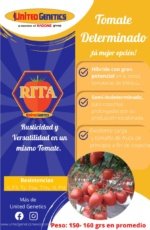 Tomate Rita sobre 1 millar - Image 5