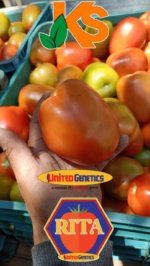 Tomate Rita sobre 1 millar - Image 6