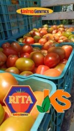 Tomate Rita sobre 1 millar - Image 3