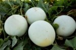 Melón Perla Verde Sobre 10 Millares - Image 5