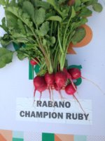 Rábano Ruby Sobre 1 Lb. Promoción 20+1 - Image 4