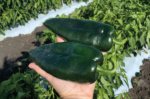 Chile Ancho Silex Sobre 2 millares - Image 5