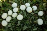 Melón Perla Verde Sobre 10 Millares - Image 6