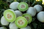 Melón Perla Verde Sobre 10 Millares - Image 2