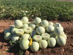 Melón Perla Verde Sobre 10 Millares - Image 3