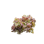 Lechuga Red Bowl Salad Sobre 1 Libra - Image 2