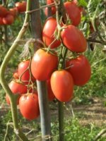 Tomate Rio Grande Sobre 1 Libra - Image 3