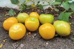 Tomatillo Manzano Supremo Sobre 100 millares - Image 2